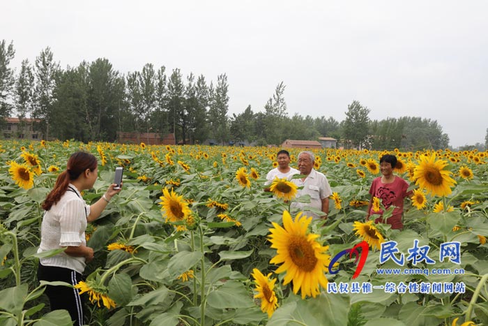 我縣黃河故道生態(tài)廊道萬余棵向日葵怒放 市民觀賞流連忘返