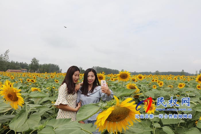 我縣黃河故道生態(tài)廊道萬余棵向日葵怒放 市民觀賞流連忘返