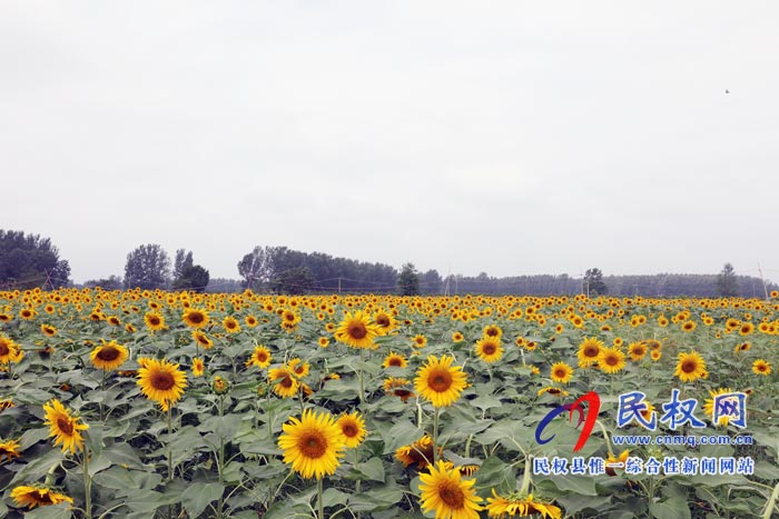 我縣黃河故道生態(tài)廊道萬余棵向日葵怒放 市民觀賞流連忘返