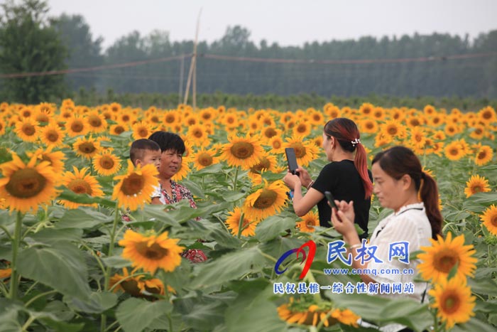 我縣黃河故道生態(tài)廊道萬余棵向日葵怒放 市民觀賞流連忘返