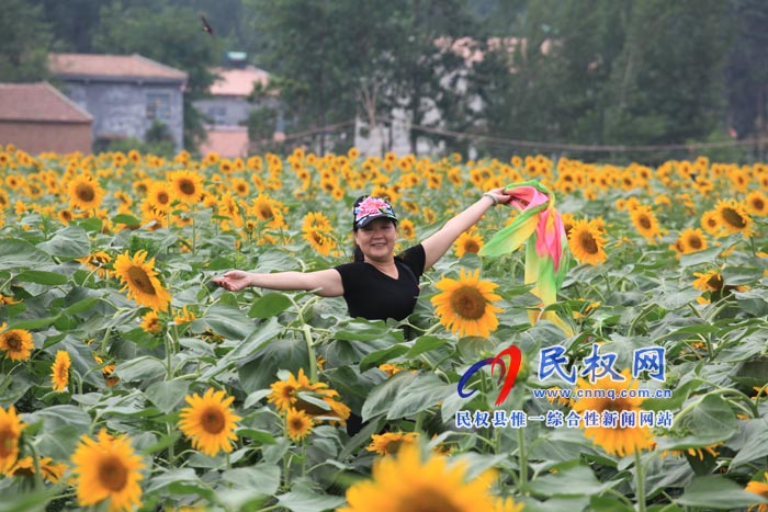 我縣黃河故道生態(tài)廊道萬余棵向日葵怒放 市民觀賞流連忘返