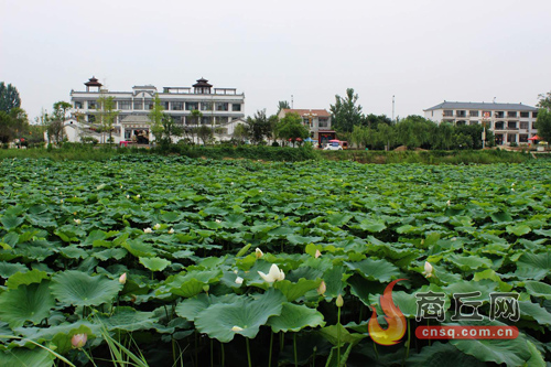 民權(quán)綠洲荷花爭艷