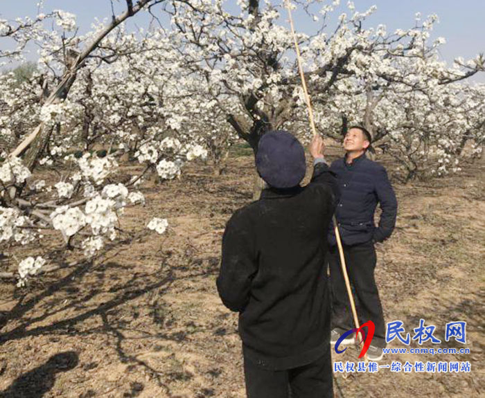 梨樹進入盛花期園藝站指導果農人工授粉忙