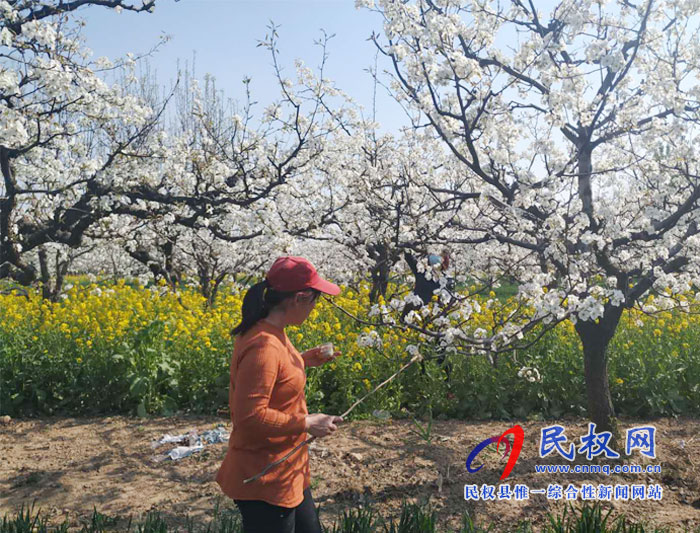 梨樹進入盛花期園藝站指導果農人工授粉忙