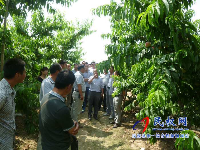 我縣“兩園一廊”生態(tài)園區(qū)3000畝優(yōu)質(zhì)桃喜獲豐收