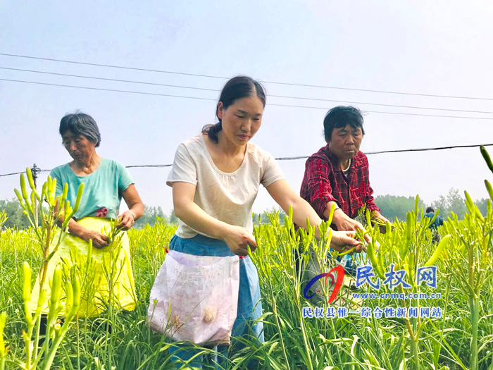 孫六鎮(zhèn)：農(nóng)民致富的“黃花菜”喜獲豐收