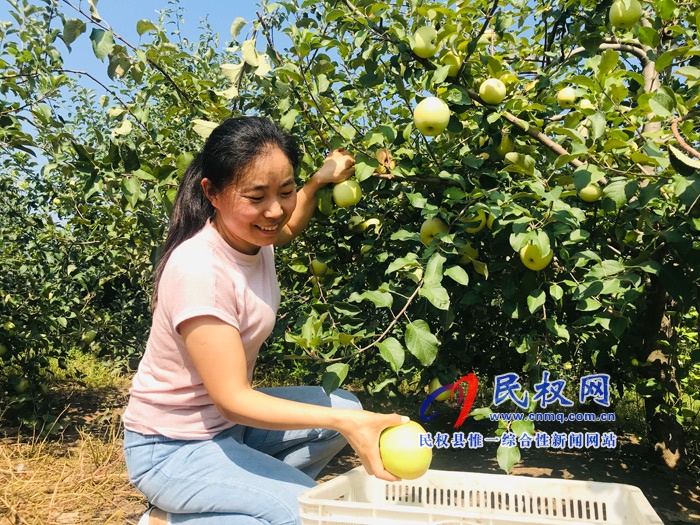 孫六鎮(zhèn)：水晶富士富了農民錢袋子