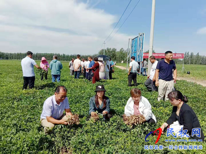 省農(nóng)科院專家組蒞臨民權(quán)進(jìn)行花生測(cè)產(chǎn)