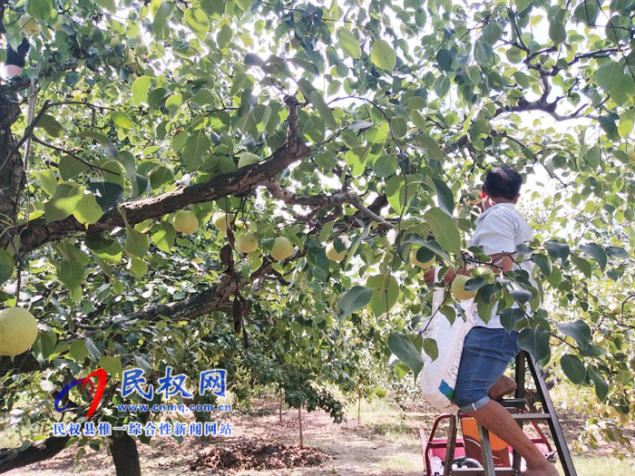 野崗鎮(zhèn)萬畝梨園迎來豐收時節(jié)