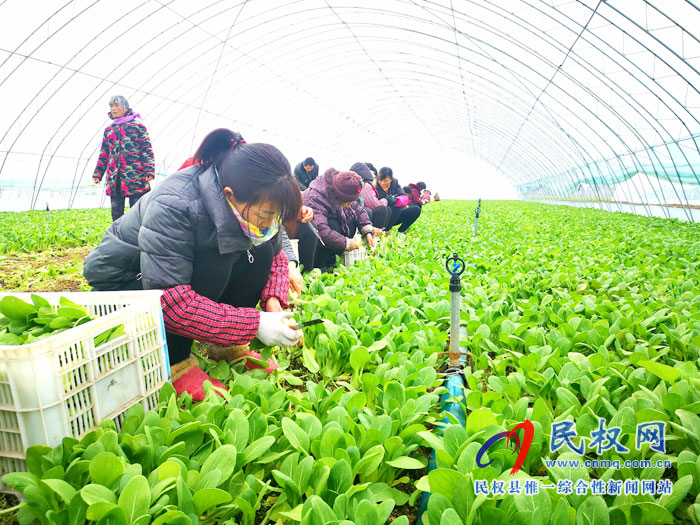 大棚蔬菜喜豐收 群眾“錢包”鼓起來