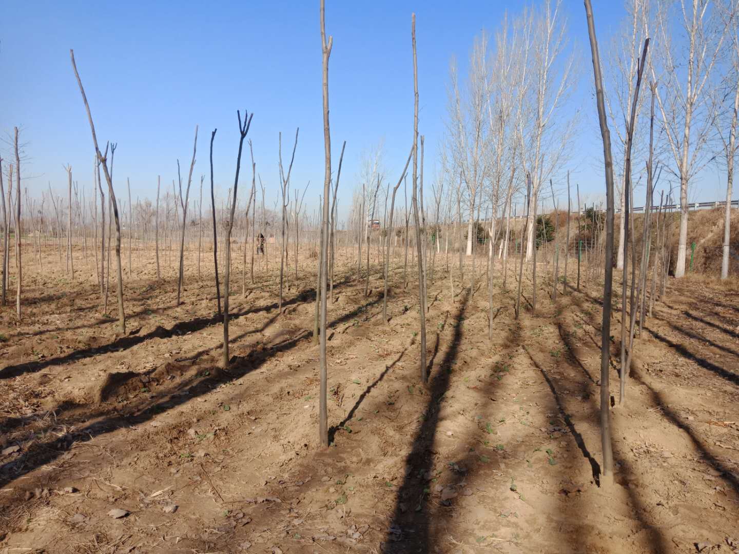 野崗鎮(zhèn)：趁墑情高速沿線(xiàn)植樹(shù)  防疫情持續(xù)加緊腳步