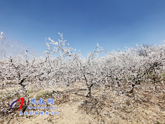 河南民權(quán)：杏花開 春意濃