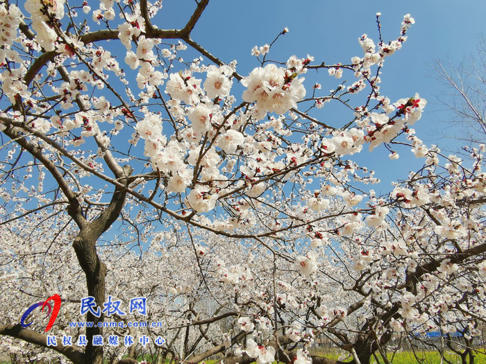 河南民權(quán)：杏花開 春意濃