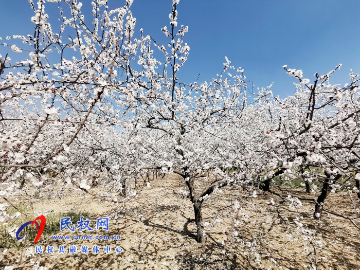 河南民權(quán)：杏花開 春意濃