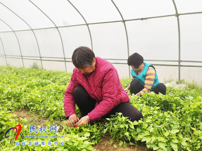 王橋鎮(zhèn)：小小紅薯苗育出致富大產(chǎn)業(yè)