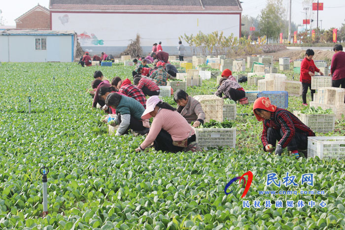 莊子鎮(zhèn) 蔬菜地里“話”豐收