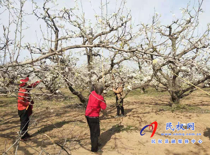 野崗鎮(zhèn)：萬畝梨園花正盛 賞花授粉正當時