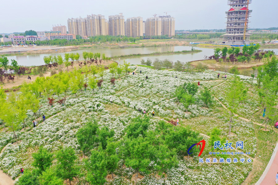 河南民權(quán)：安瀾湖公園大濱菊盛開 初夏氣息濃郁