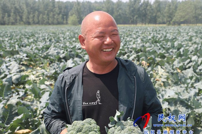 莊子鎮(zhèn)種上西蘭花 摘下“致富花”