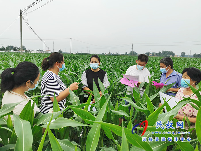 民權(quán)：技術(shù)專家走進田間地頭 指導農(nóng)民田間科學管理