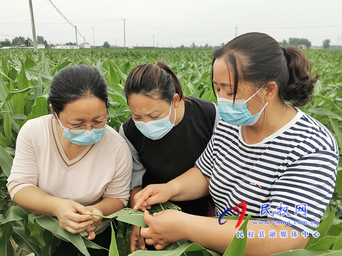 民權(quán)：技術(shù)專家走進田間地頭 指導農(nóng)民田間科學管理