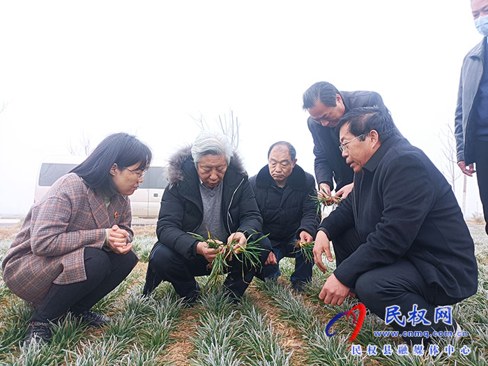 省小麥生產(chǎn)專家技術(shù)指導(dǎo)組到民指導(dǎo)春季麥田管理工作