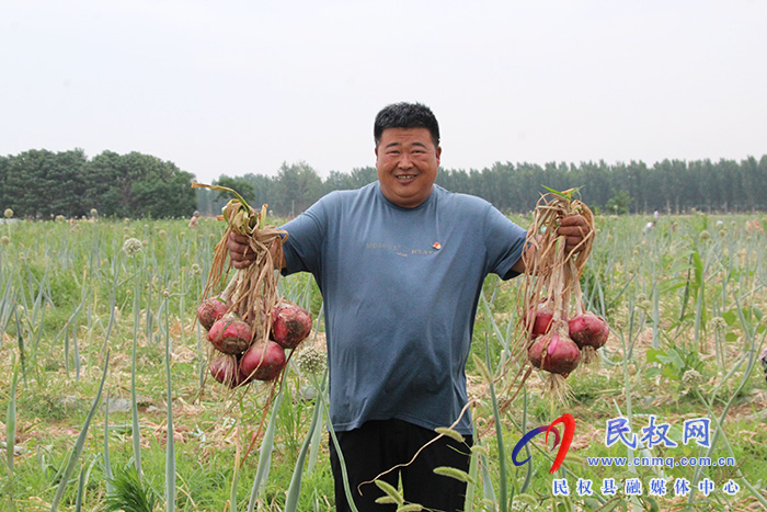 民權(quán)縣花園鄉(xiāng)：洋蔥喜獲豐收農(nóng)戶“蔥蔥”忙忙