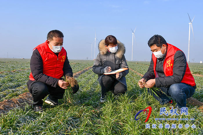 民權縣人和鎮(zhèn)：加強冬季麥田管理，確保小麥安全越冬