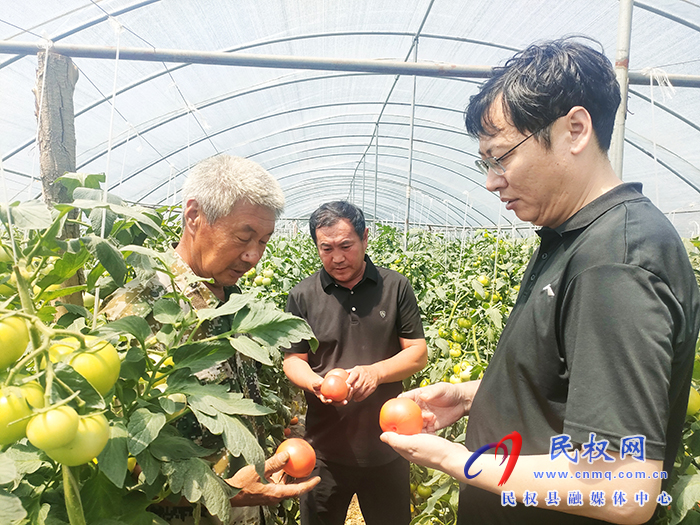 花園鄉(xiāng)：大棚蕃茄正“紅”火