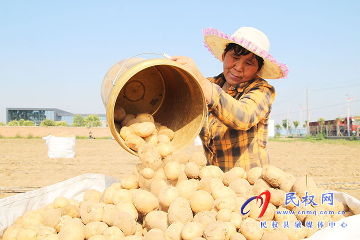 民權縣花園鄉(xiāng)： 土豆變“金豆”照亮致富路