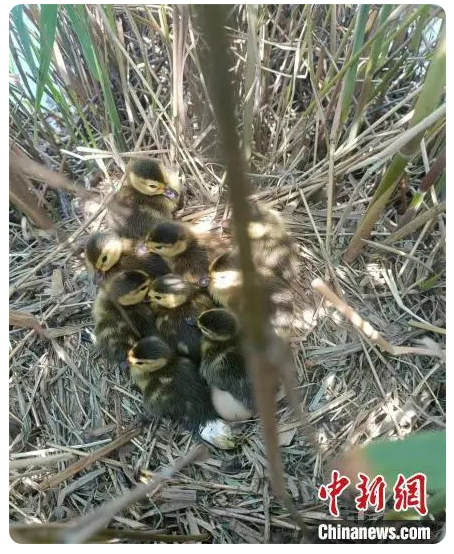 黃河故道“鳥中大熊貓”青頭潛鴨繁殖數(shù)量創(chuàng)新高