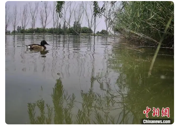 黃河故道“鳥中大熊貓”青頭潛鴨繁殖數(shù)量創(chuàng)新高