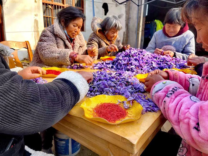 王橋鎮(zhèn): 藏紅花迎來豐收季