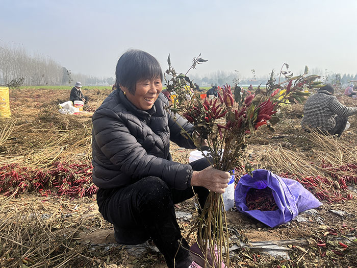 王橋鎮(zhèn)：辣椒火紅映豐收